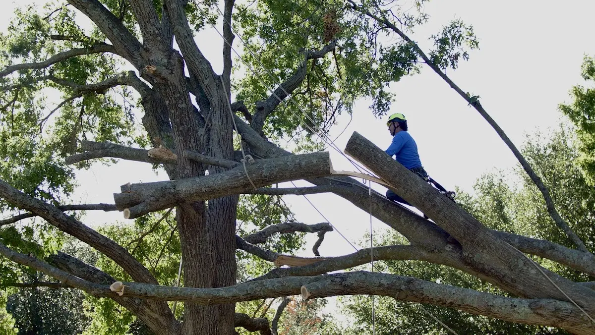 Professional Hazardous Tree Removal performed by certified arborists in Goldston