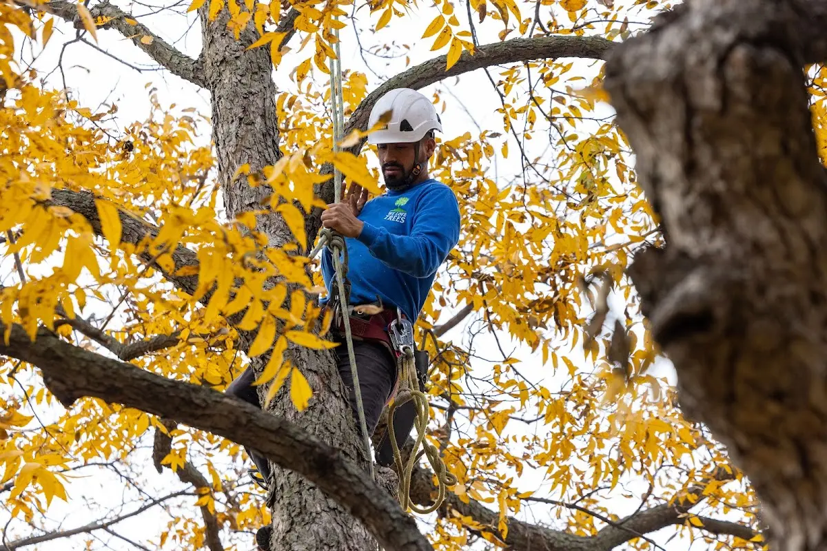 Skilled Tree Trimming crew working in Goldston